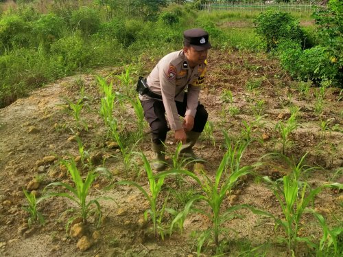 Polri Hadir untuk Petani, Bhabinkamtibmas Rantau Kopar Cek Ketahanan Pangan Jagung